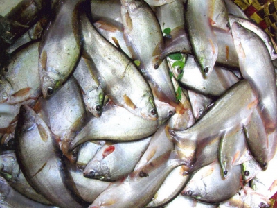 Sử dụng thức ăn viên tăng năng suất vượt trội khi nuôi cá thát lát
